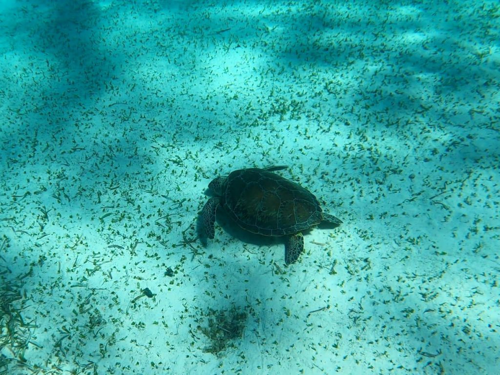 A sea turtle on the seabed off the coast of Caye Caulker in Belize